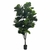 FICUS PANDURATA XXL