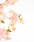 Peach Blossom - DOMM