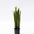 Sansevieria M 68 cm