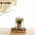COMBO JARRON ORIGAMI + BONSAI - comprar online