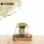 COMBO JARRON MANDARINA + BONSAI GREEN S - comprar online