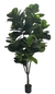 FICUS PANDURATA XXL - comprar online