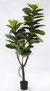 Ficus pandurata XL - comprar online