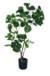POLYSCIAS 90 CM