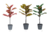 RUBBER PLANT - comprar online