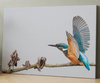 Bird 1
