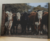 Cows