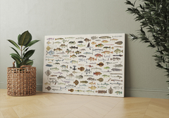 VARIEDAD DE PECES EXOTICOS