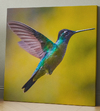 Colibri
