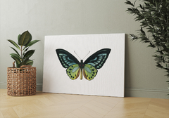 TURQUOISE BUTTERFLY - comprar online
