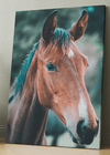 Brown Horse
