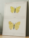TWO BUTTERFLIES
