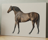 Caballo