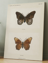 SISTERS OF BUTTERFLIES