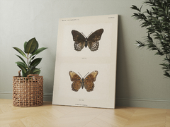 SISTERS OF BUTTERFLIES - comprar online
