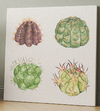 Cuatro Cactus