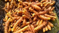 Cúrcuma/Açafrão-da-terra - 100g na internet