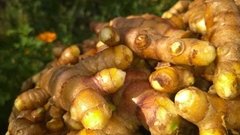 Cúrcuma/Açafrão-da-terra - 100g