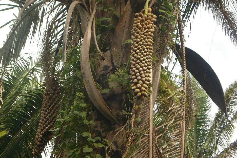 Babaçu - { Attalea speciosa }