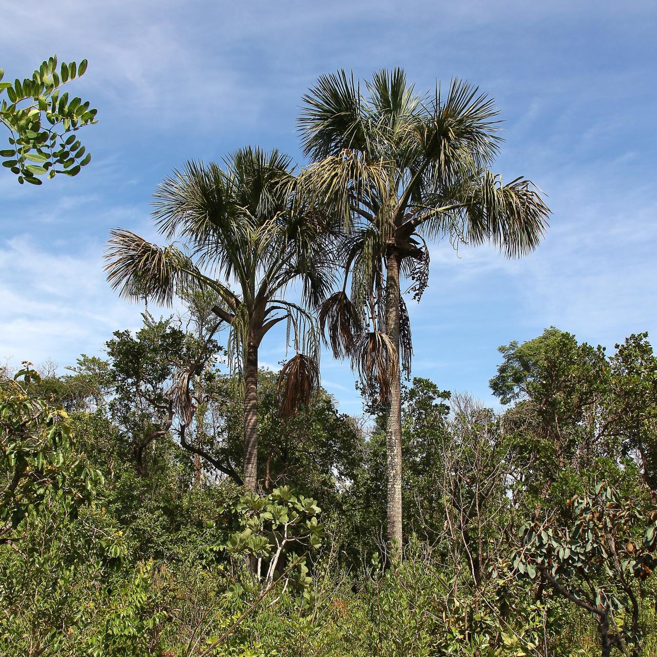 Sementes Ornamentais - Buriti - { Mauritia flexuosa }