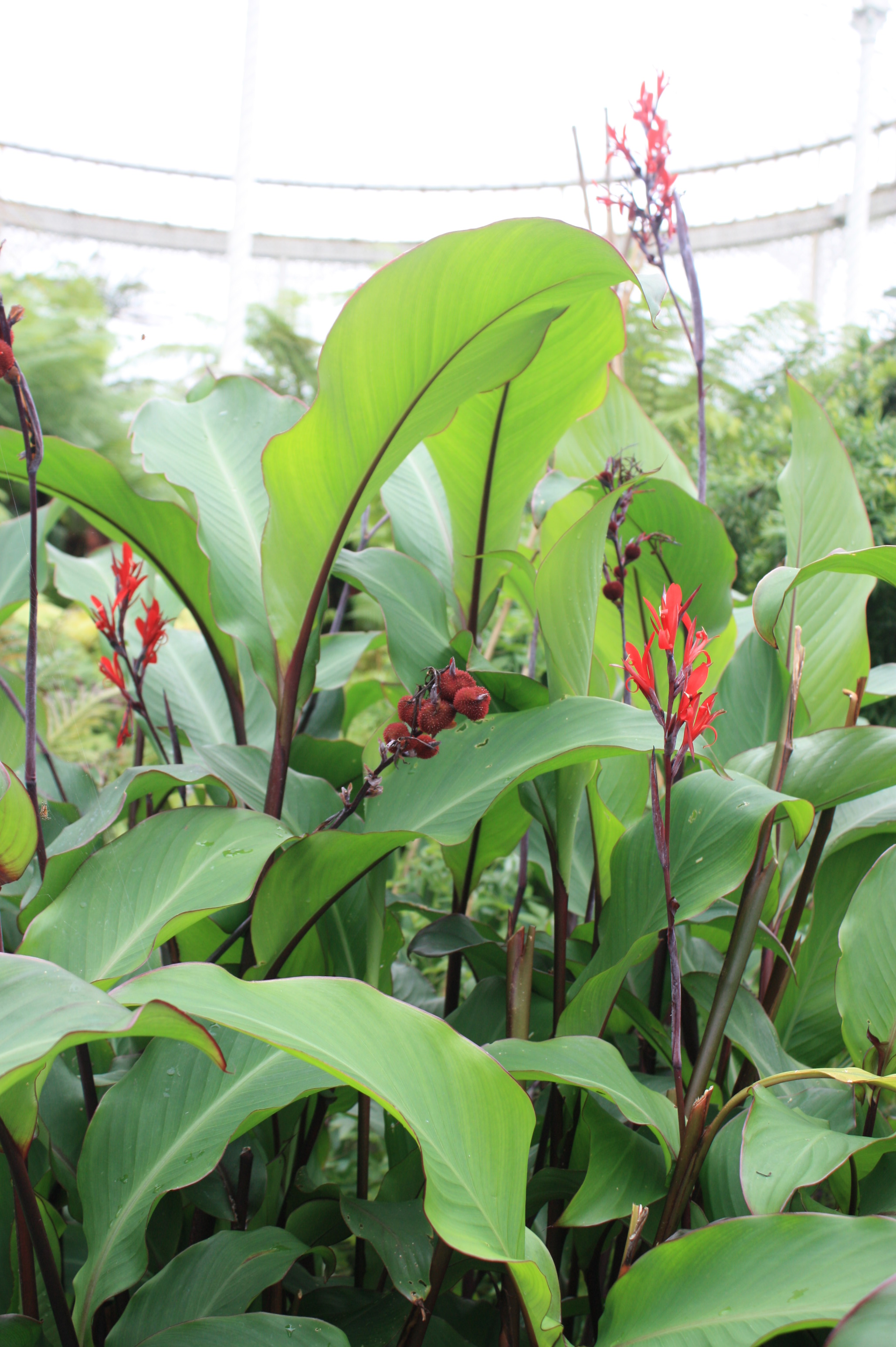 Achira - Canna indica, Canna edulis