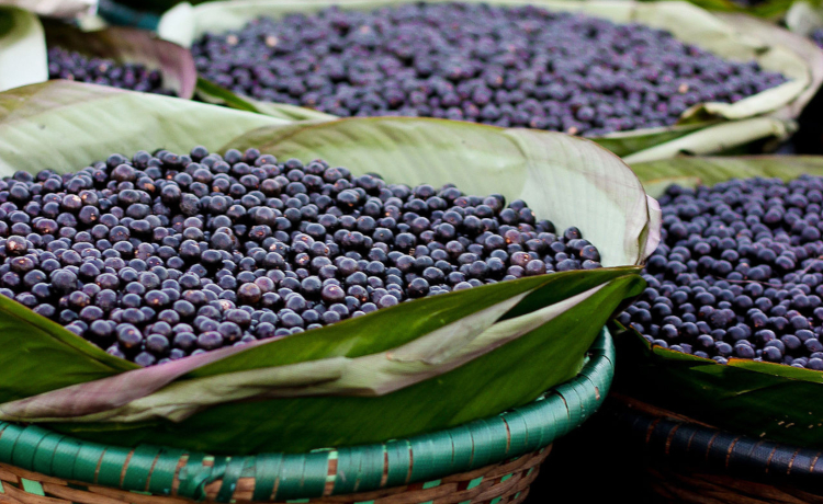 Açaí - {Euterpe oleracea, Euterpe precatoria}