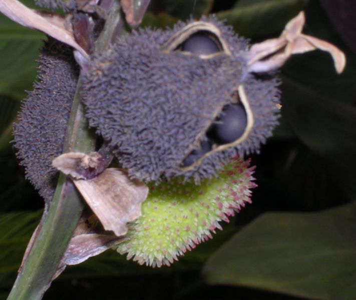Graines De Canna Indica 'Achira' – 5+ Graines De Madère Par Valeyrac Exotics