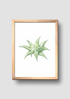 Cuadro Acuarela Aloe - comprar online