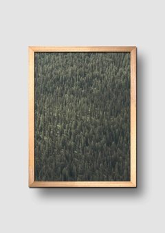 Cuadro Fotografía Bosque Aéreo - comprar online