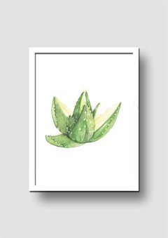 Cuadro Acuarela Aloe Mitriformis - Memorabilia