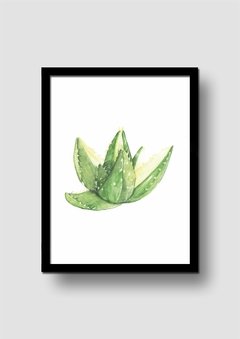 Cuadro Acuarela Aloe Mitriformis - Memorabilia