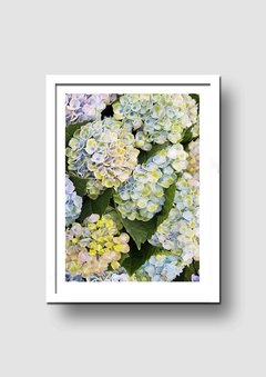 Cuadro Fotografía Flor Hortensia 1 - Memorabilia