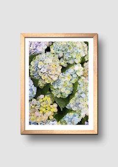 Cuadro Fotografía Flor Hortensia 1 - comprar online