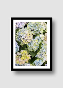 Cuadro Fotografía Flor Hortensia 1 en internet