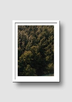 Cuadro Fotografía Bosque 1 - Memorabilia