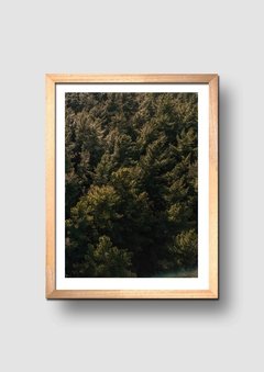 Cuadro Fotografía Bosque 1 - comprar online