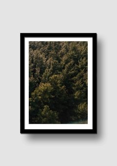 Cuadro Fotografía Bosque 1 en internet