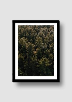 Cuadro Fotografía Bosque 2 en internet