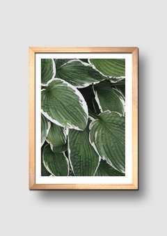 Cuadro Fotografía Hojas Verdes 1 - comprar online