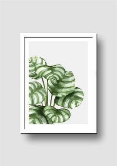 Cuadro Acuarela Planta Hojas Photo - Memorabilia