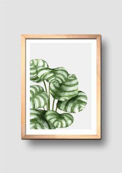 Cuadro Acuarela Planta Hojas Photo - comprar online