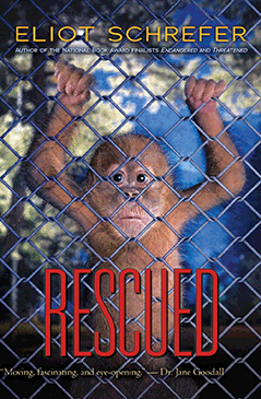 Ape Quartet #3: Rescued