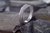 ANILLO ROCA UNISEX PARED RECTA