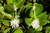 ARETES TZONOT TENTACULOS+FLOR +PERLA