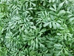 Ruda - comprar online