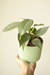 Philodendron Plateado en Maceta - comprar online