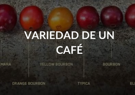 VARIEDAD DE UN CAFE