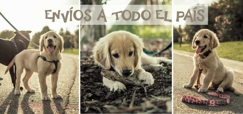 Carrusel Mundo Animal
