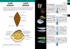 Imagen de Moluscos Marinos de Argentina, Uruguay y Brasil / Uruguayan Seashells