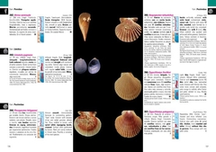 Moluscos Marinos de Argentina, Uruguay y Brasil / Uruguayan Seashells